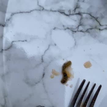 Aldığım Hazır Noodle Ürününden Canlı Çıkması Ve Sağlık Riski