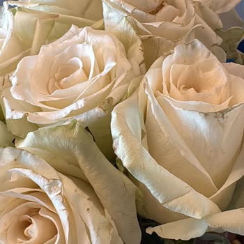 Özel Gün İçin Gönderilen Çiçekler Solgun Ve Özensiz Teslim Edildi