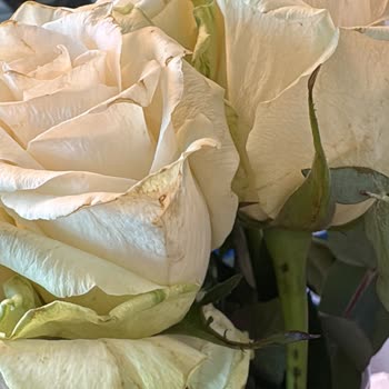 Özel Gün İçin Gönderilen Çiçekler Solgun Ve Özensiz Teslim Edildi