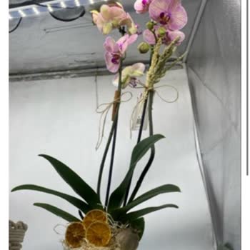 Sipariş Edilen Orkide Ürünü Görselden Farklı Geldi, İade Veya Değişim Talebi