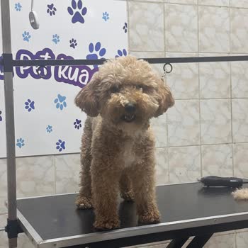 Köpeğimizin Tıraşı Mahvoldu, Hiçbir Açıklama Yapılmadı!