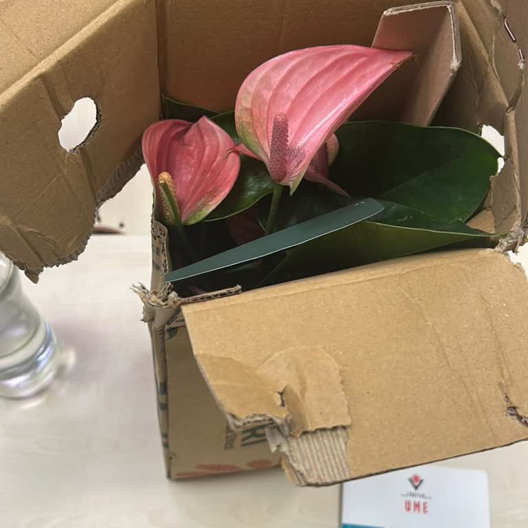 Siparişim Geç Ve Kusurlu Teslim Edildi, Ücret İadesi Bekliyorum