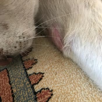Barınakta Kaybolan Köpeğimizin Kötü Koşullarda Bulunması Ve İlgisizlik