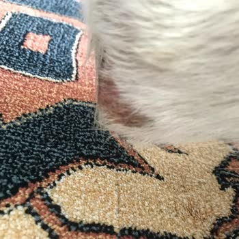 Barınakta Kaybolan Köpeğimizin Kötü Koşullarda Bulunması Ve İlgisizlik