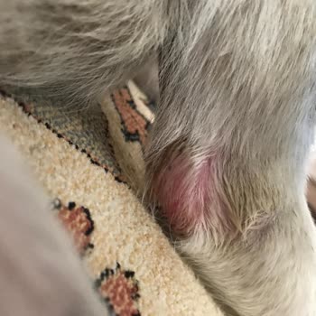 Barınakta Kaybolan Köpeğimizin Kötü Koşullarda Bulunması Ve İlgisizlik