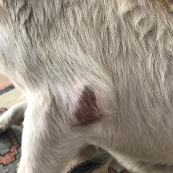 Barınakta Kaybolan Köpeğimizin Kötü Koşullarda Bulunması Ve İlgisizlik