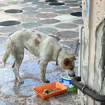 Barınakta Kaybolan Köpeğimizin Kötü Koşullarda Bulunması Ve İlgisizlik