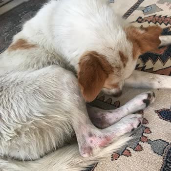 Barınakta Kaybolan Köpeğimizin Kötü Koşullarda Bulunması Ve İlgisizlik