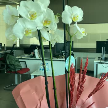 Solmuş Orkide Gönderimi Ve Müşteri Şikayetinin Dikkate Alınmaması