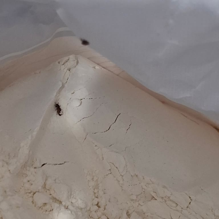 Aldığım Unun İçinden Kurtçuk Çıktı, Ürün Değişimi Talep Ediyorum