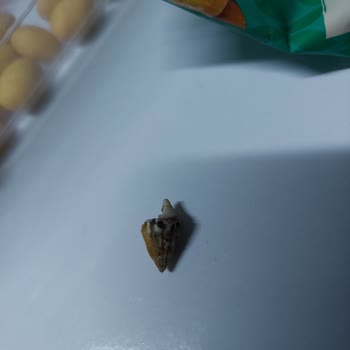 Simbat Kuruyemiş Aldığım Cips Fıstık Paketinden Deniz Salyangozu Çıktı