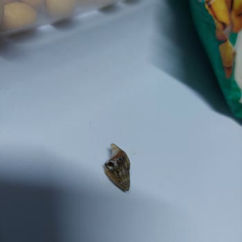 Simbat Kuruyemiş Aldığım Cips Fıstık Paketinden Deniz Salyangozu Çıktı