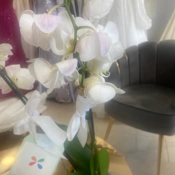 Görselden Farklı, Solmuş Orkide Ve Yetersiz Müşteri Hizmeti