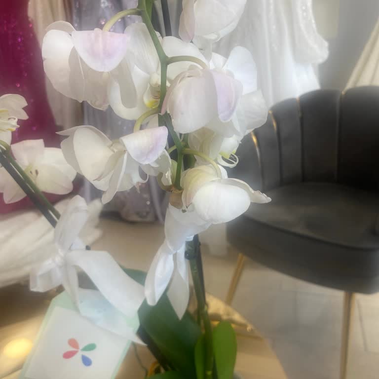 Görselden Farklı, Solmuş Orkide Ve Yetersiz Müşteri Hizmeti