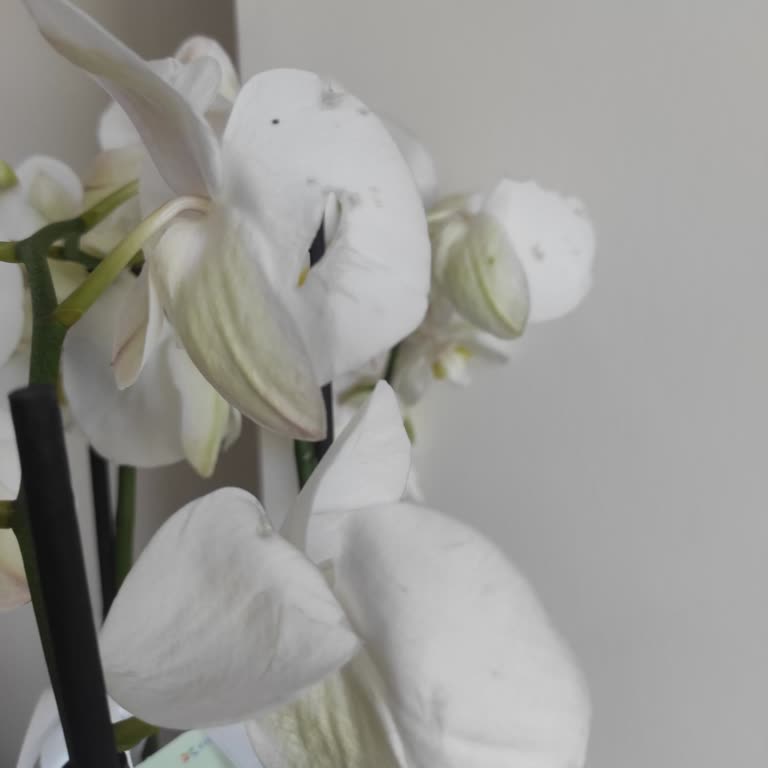 Hasarlı Orkide Teslimatı Ve Yetersiz Müşteri Hizmetleri Deneyimi