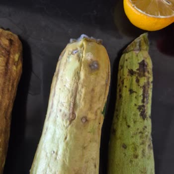 Bosch Buzdolabı Yiyecekleri Bozuyor Servis Çözüm Sunmuyor