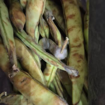 Bosch Buzdolabı Yiyecekleri Bozuyor Servis Çözüm Sunmuyor