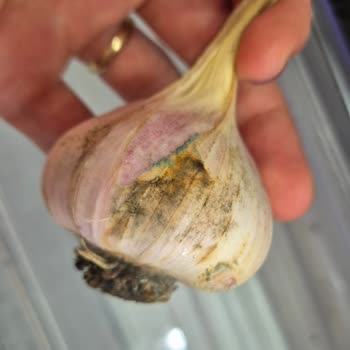 Bosch Buzdolabı Yiyecekleri Bozuyor Servis Çözüm Sunmuyor