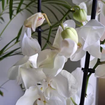 Çiçek Sepeti Çürük Orkide Teslimatı Ve Yetersiz Müşteri Hizmeti Deneyimi