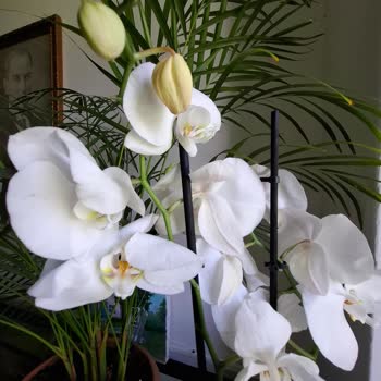 Çiçek Sepeti Çürük Orkide Teslimatı Ve Yetersiz Müşteri Hizmeti Deneyimi