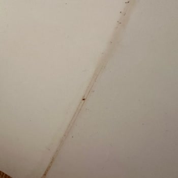 Kedi Tuvaleti Sürekli Sızdırıyor, Müşteri Hizmetleri Çözüm Sunmuyor