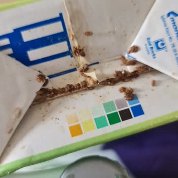 Getir Market Siparişimde Süt Kutusunda Böcek Ölüleri Hijyen Sorunu Ve Yetersiz Çözüm