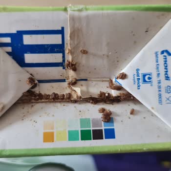 Getir Market Siparişimde Süt Kutusunda Böcek Ölüleri Hijyen Sorunu Ve Yetersiz Çözüm