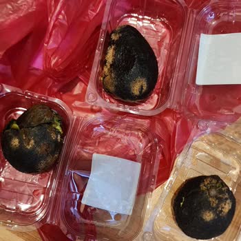 Aldığım Ürünün Karşılığını Alamadım, Müşteri Hizmetleri Yetersiz Kaldı