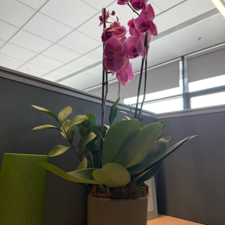 Görseldeki Orkide Yerine Sıradan Ürün Gönderildi, Ücret İadesi Talep Ediyorum