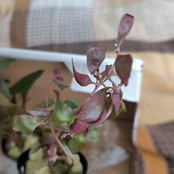 Akvaryumbitkicim.com Adet, Koku, Paketleme Her Şey Sorunlu!