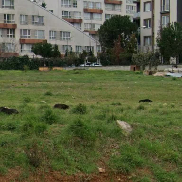 Pendik Yaşam Vadisi Çevresinde Başıboş Sokak Köpekleri Ve Belediyenin Yetersizliği