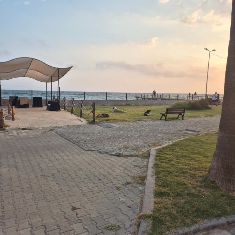 Köpekler Ve Yanıltıcı Bilgi Tatilimi Olumsuz Etkiledi