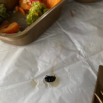 Siparişimde Böcek Çıkması Nedeniyle Yaşadığım Hijyen Sorunu Ve Endişelerim