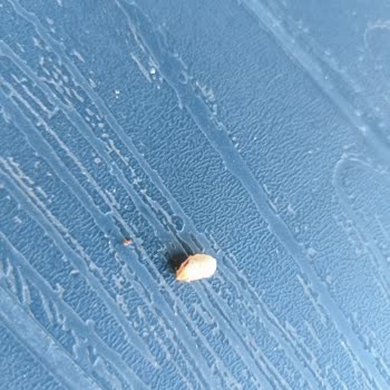 Yanık Ve Eksik Yemek, Zorla Ödeme: Köfteci Ümit Usta'da Büyük Hayal Kırıklığı