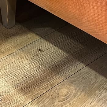 Baydöner Şubesinde Hamam Böceği Ve İlgisiz Personel Nedeniyle Hijyen Endişesi Yaşadım