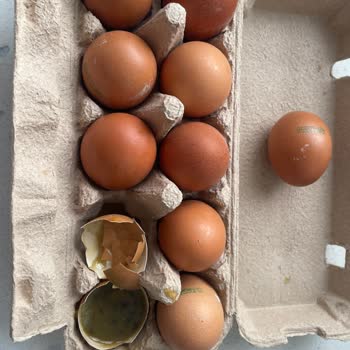 Organik Yumurtaların Bozuk Ve Küflü Teslim Edilmesi Nedeniyle Bebeğimin Sağlığı Riske Atıldı