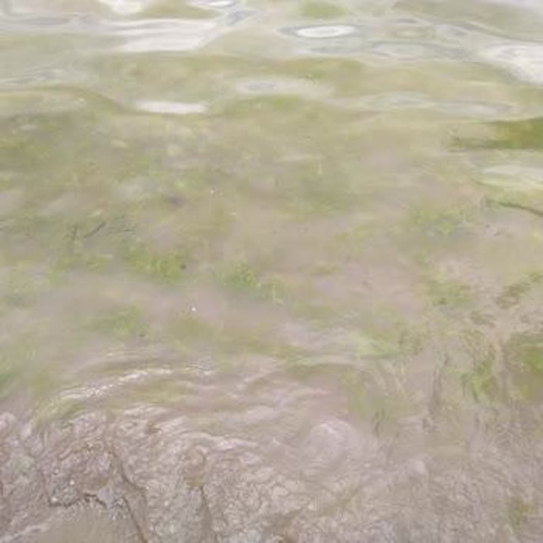 Bayramoğlu Kadınlar Plajı’nda Temizlik Ve Güvenlik Sorunları Mağdur Ediyor