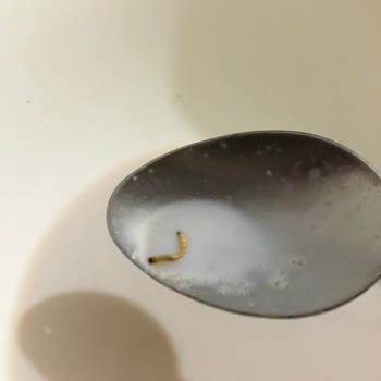 Aldığım Tam Buğday Gevreğinde Solucan Ve Böcek Çıktı, Markadan Dönüş Alamadım