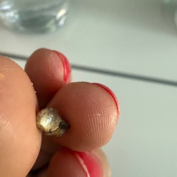 THY Uçuşunda Sandviçten Çıkan Sert Cisim Endişe Yarattı