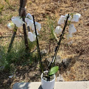 Sipariş Edilen Orkide Beklentileri Karşılamadı, Çözüm Sunulmadı