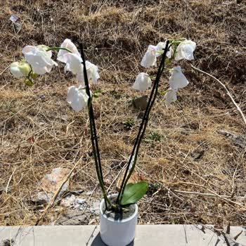 Sipariş Edilen Orkide Beklentileri Karşılamadı, Çözüm Sunulmadı