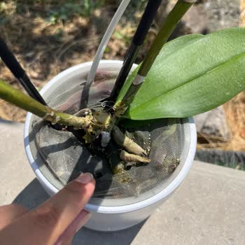 Sipariş Edilen Orkide Beklentileri Karşılamadı, Çözüm Sunulmadı