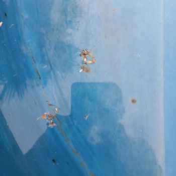 Ottoman Village Aldıkları Paranın Hakkını Vermediler