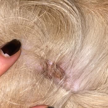 Aldığım Köpek Maması Sahte Ya Da Bozuk Çıktı, İade İstiyorum