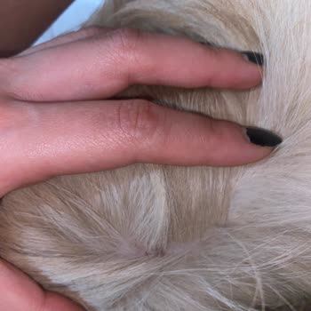 Aldığım Köpek Maması Sahte Ya Da Bozuk Çıktı, İade İstiyorum