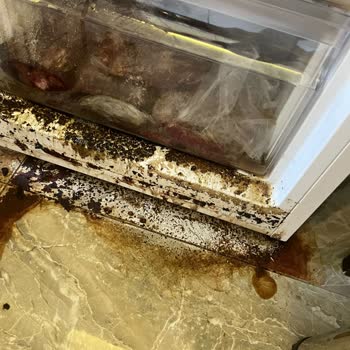 Vestel Derin Dondurucu Arızası: Maddi Zarar Ve Çözüm Eksikliği