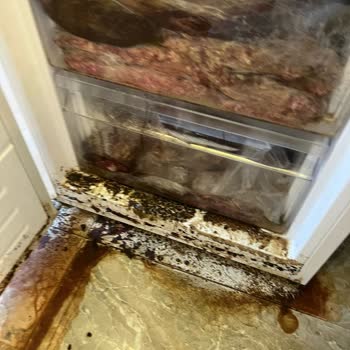 Vestel Derin Dondurucu Arızası: Maddi Zarar Ve Çözüm Eksikliği