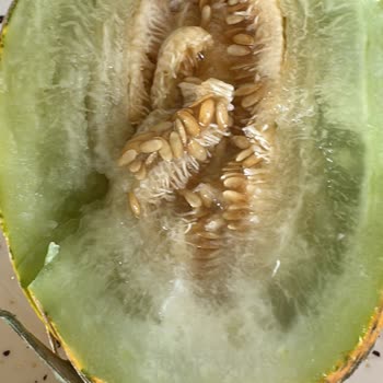 Online Siparişte Taze Olmayan Meyve Teslimatı