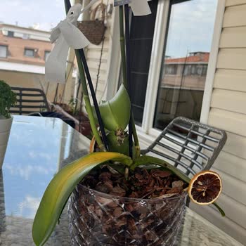 Hastalıklı Orkide Teslimatı Ve İade Talebimin Haksız Reddi