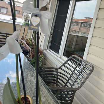 Hastalıklı Orkide Teslimatı Ve İade Talebimin Haksız Reddi